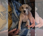 Puppy Gemini Great Dane