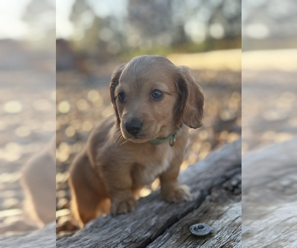 Medium Photo #4 Dachshund Puppy For Sale in MARSHFIELD, MO, USA