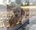 Small #3 Dachshund
