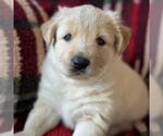 Small Golden Labrador