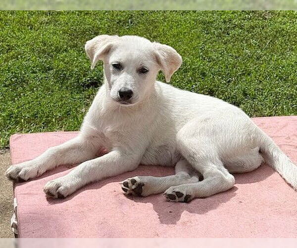 Medium Photo #2 Labrador Retriever-white german shepherd Mix Puppy For Sale in Genesee, WI, USA