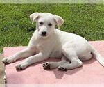 Small #1 Labrador Retriever-white german shepherd Mix