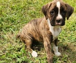 Puppy Zoey Boxer