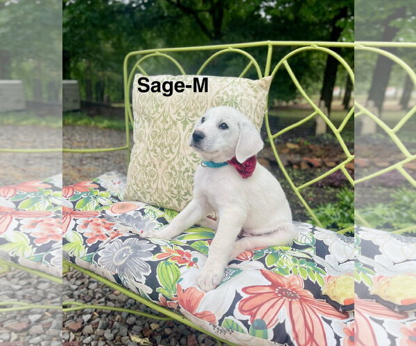 Medium Photo #3 Labrenees Puppy For Sale in Rockaway, NJ, USA