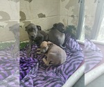 Small #1 Mutt