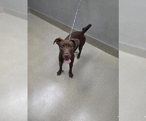 Labrador Retriever-Unknown Mix Dogs for adoption in Las Vegas, NV, USA