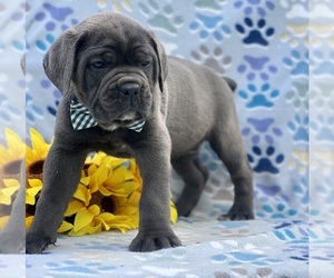 Cane Corso Puppy for sale in LANCASTER, PA, USA