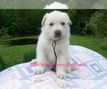 Small #1 German Shepherd Dog