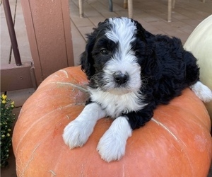 Bernedoodle Puppy for sale in MINBURN, IA, USA
