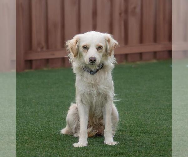 Medium Photo #4 Colonial Cocker Spaniel-Poodle (Miniature) Mix Puppy For Sale in San Diego, CA, USA