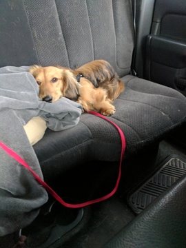 Medium Photo #1 Dachshund Puppy For Sale in ENGLEWOOD, FL, USA