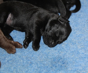 Labrador Retriever Puppy for sale in LOVELADY, TX, USA