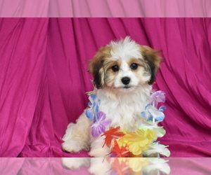 Medium Cavachon