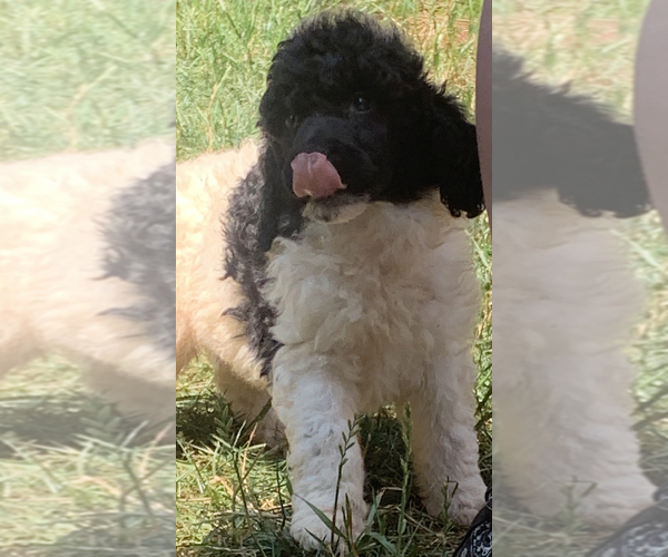Medium Photo #8 Poodle (Standard) Puppy For Sale in VENETA, OR, USA
