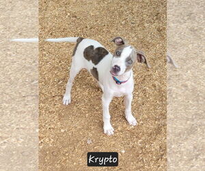 Mutt Dogs for adoption in Granbury, TX, USA