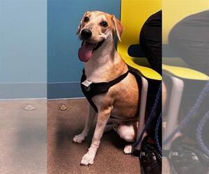 Golden Labrador Dogs for adoption in Houston, TX, USA