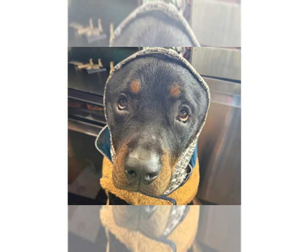 Medium Photo #9 Rottweiler Puppy For Sale in Gilbert, AZ, USA
