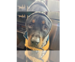Small #8 Rottweiler