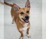 Small Photo #1  Puppy For Sale in , 