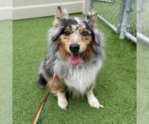 Australian Shepherd Dogs for adoption in Camarillo, CA, USA