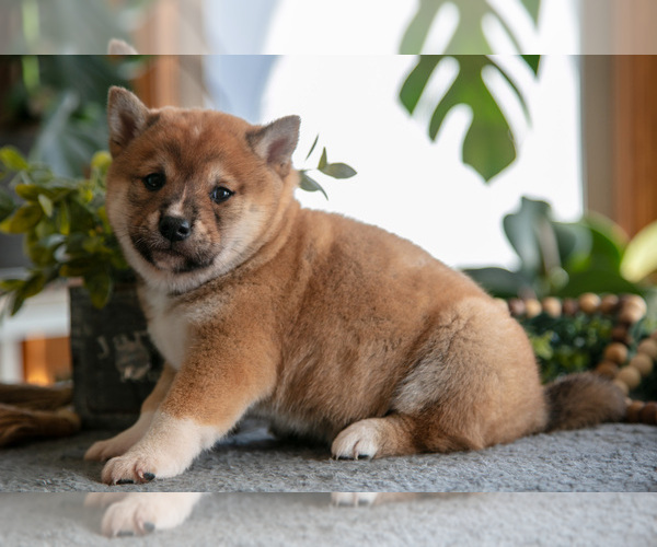 Medium Photo #1 Shiba Inu Puppy For Sale in SHILOH, OH, USA