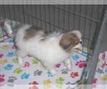 Small Photo #8 Japanese Chin Puppy For Sale in ORO VALLEY, AZ, USA