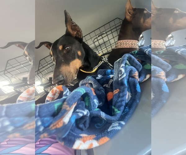 Medium Photo #11 Doberman Pinscher Puppy For Sale in Buffalo, MN, USA