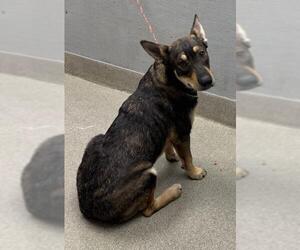 German Shepherd Dog-Unknown Mix Dogs for adoption in Las Vegas, NV, USA