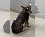 Small German Shepherd Dog Mix