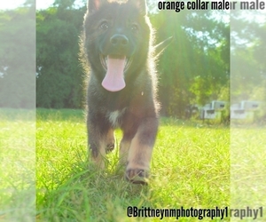 German Shepherd Dog-Siberian Husky Mix Puppy for sale in MULBERRY, FL, USA