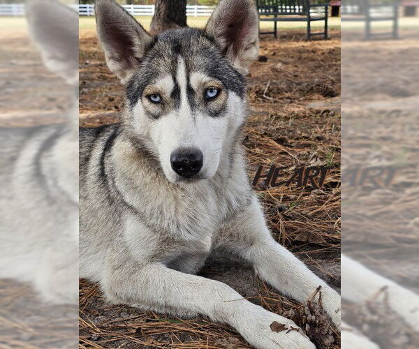 Medium Photo #4 Siberian Husky Puppy For Sale in Severn, MD, USA