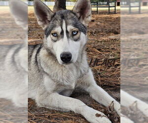 Tilly - ON HOLD - NO MORE APPLICATIONS - Female Siberian Husky Dog for Adoption - Photo #4