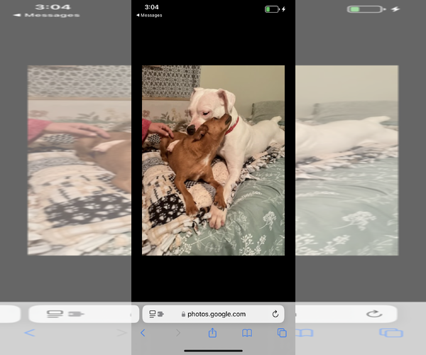 Medium Photo #4 Boxer Puppy For Sale in New Orleans, LA, USA