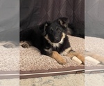 Small Photo #5 German Shepherd Dog Puppy For Sale in CALHAN, CO, USA