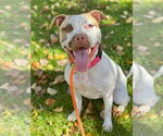 Small #10 American Staffordshire Terrier Mix