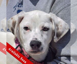 Dalmatian-Labrador Retriever Mix Dogs for adoption in Huntley, IL, USA