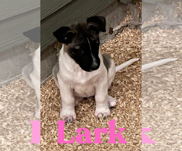Medium Photo #2 German Shepherd Dog Puppy For Sale in Seattle, WA, USA