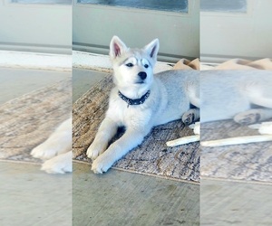 Alaskan Husky Puppy for sale in VICTORVILLE, CA, USA