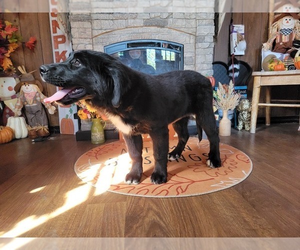 Medium Photo #11 Golden Mountain Dog Puppy For Sale in BLACK FOREST, CO, USA