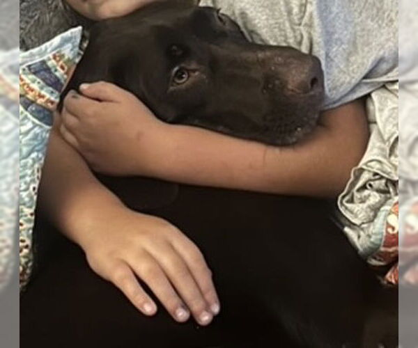 Medium Photo #6 German Shorthaired Pointer Puppy For Sale in Forest, VA, USA