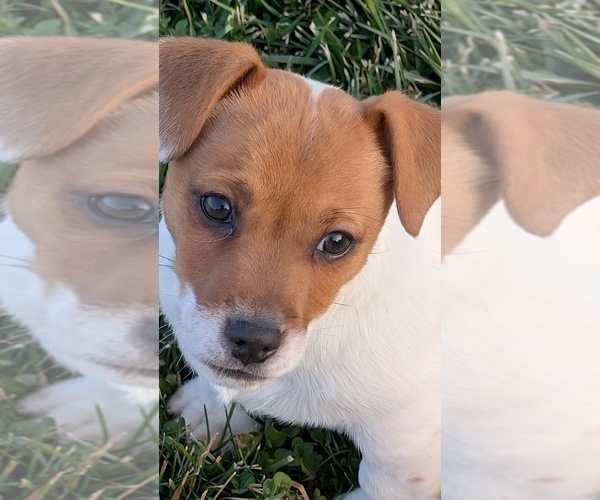 Medium Photo #35 Jack Russell Terrier Puppy For Sale in APPLE GROVE, WV, USA