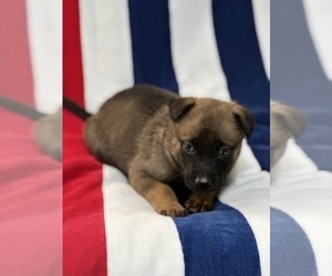 Belgian Malinois Puppy for sale in WILLIS, TX, USA