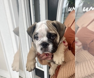English Bulldog Puppy for sale in BRUNSWICK, GA, USA