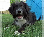 Small #4 Australian Retriever