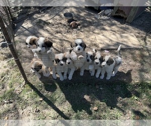 Great Pyrenees-Saint Bernard Mix Puppy for sale in SULLIVAN, IN, USA