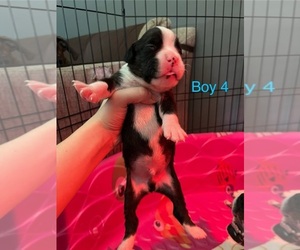 Boxer Puppy for sale in BLOOMINGTON, IL, USA