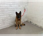 Small German Shepherd Dog Mix