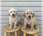 Small #3 Golden Retriever