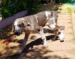 Great Dane Puppy for sale in PASO ROBLES, CA, USA