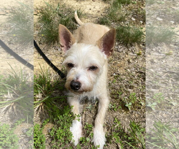 Medium Photo #4 Chihuahua-Parson Russell Terrier Mix Puppy For Sale in Cookeville, TN, USA